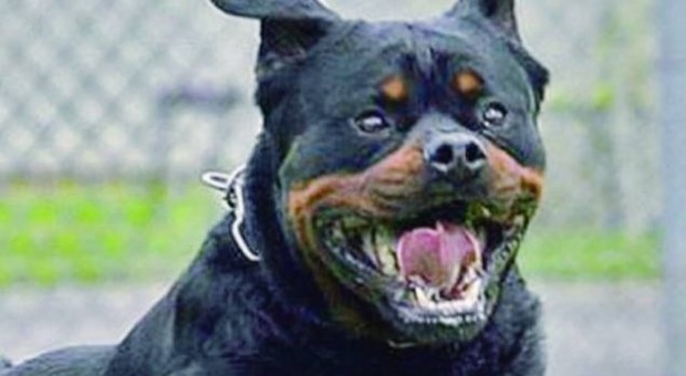 Il sindaco contro il Rottweiler troppo aggressivo: "arresti domiciliari", psico-terapia ed esame finale