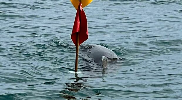 La Capitaneria di porto salva in extremis un cucciolo di delfino rimasto bloccato in un groviglio di reti