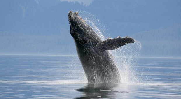 Uccise più di 50 balene in area protetta, la denuncia del Wwf
