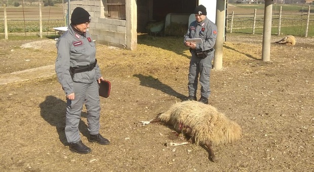 Montefelcino, i lupi fanno scempio nell'ovile: uccise 4 pecore e 2 agnelli