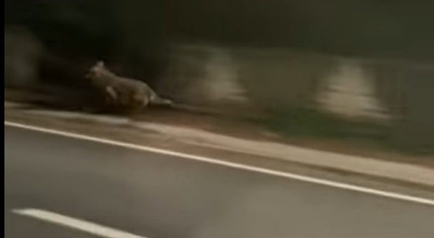 Tre lupi sfrecciano sulla Pergolese a Castelvecchio, filmati da un'auto. Il funzionario Cras: «Attenzione agli allarmismi»