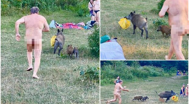Nudista rincorre un cinghiale che gli ha rubato la borsa: l'inseguimento al lago diventa virale