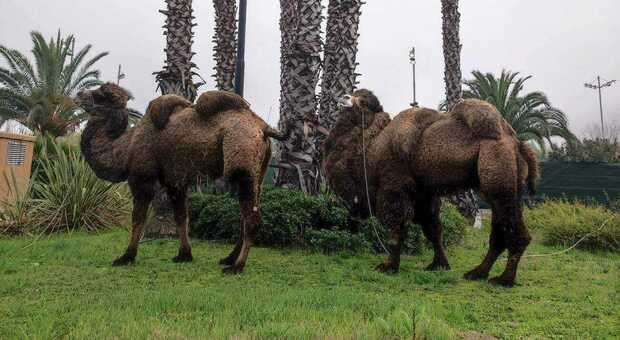 All'ultimo appuntamento con il presepe vivente anche due cammelli siberiani