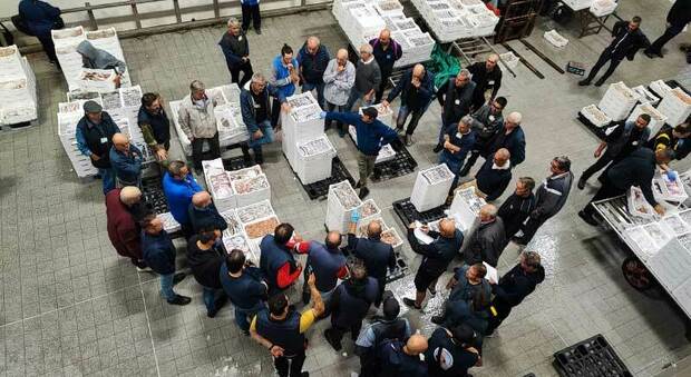 Asta del mercato del pesce, software da 300mila euro in tilt: il prezzo a San Benedetto si stabilisce a voce
