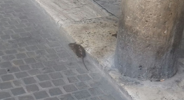 Ascoli, scatta l'allarme: topi a spasso in pieno giorno in piazza del Popolo