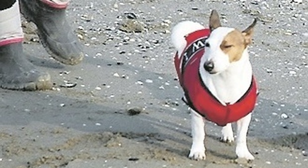 Passeggiare col cane in spiaggia? Adesso si può, ma le regole ci sono: scattano le prime multe