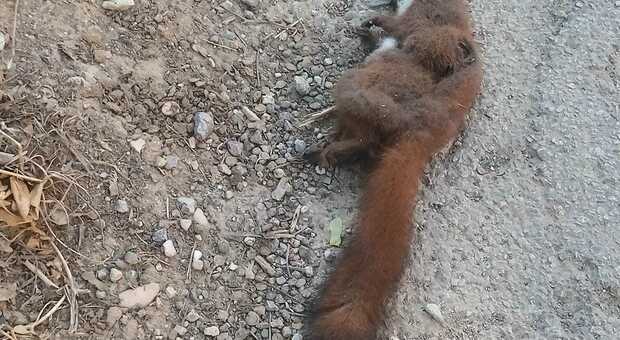 Lo scoiattolo morto dopo essere stato investito da un'auto