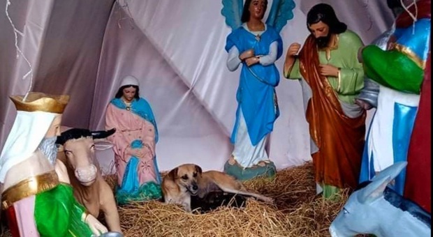La cagnolina partorisce nel presepe (immag social di Erick Guzman diffuse da Frank Lopez e dalla associazione messicana Dejando Huellitas SOS Palenque)