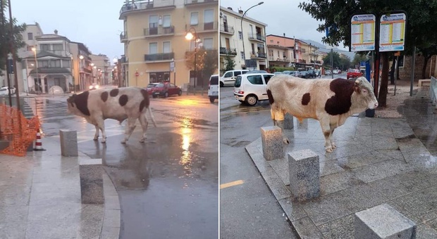 Un toro passeggia in strada, l'ironia sul web: «Col caro benzina è il mezzo del futuro»