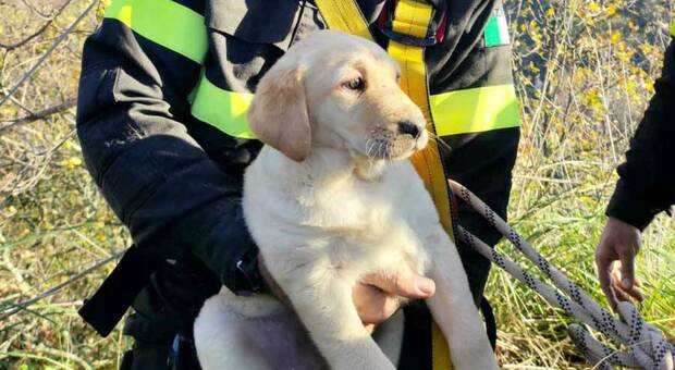 Il cucciolo durante il recupero dei vigili del fuoco