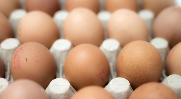 Uova contaminate, lo scandalo si estende: "Almeno 48 mila unità nei supermercati"