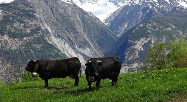 Fulmine uccide 15 mucche: erano animali da combattimento