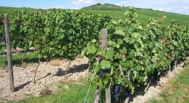 Pinot Nero, il Tirolo esalta le virtù del re dei vini rossi