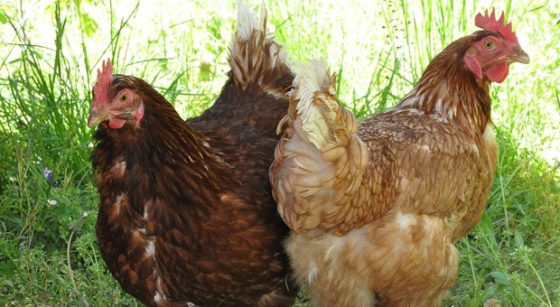 «Spray nasale anti-Covid con anticorpi di polli e galline»: l'inaspettato esperimento in Australia