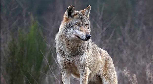 Fossombrone, un cane morto, un altro ferito: «Siamo sotto attacco dei lupi»