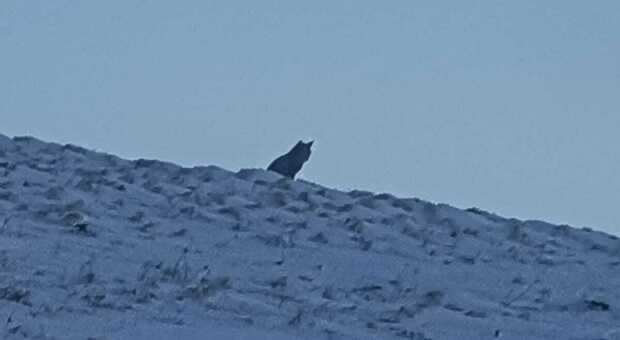 Il lupo si affaccia sulle piste da sci: «Emozionante incontro al tramonto»