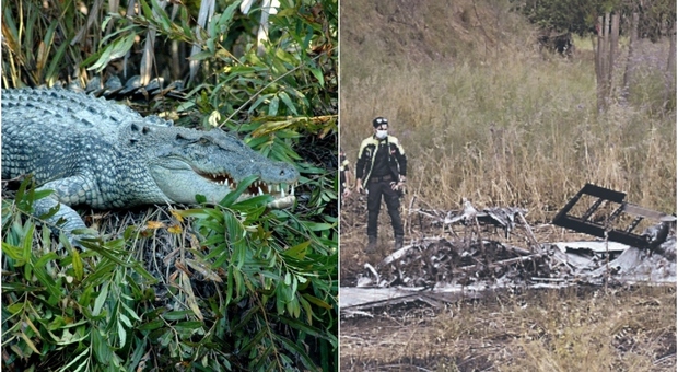 Coccodrillo scappa dalla stiva, aereo si schianta: morti 20 passeggeri