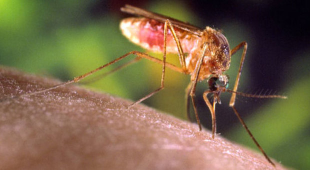 Zanzare killer, due casi in Italia come difendersi dalla "febbre del Nilo"