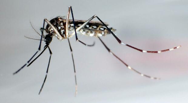 Zika virus, a Singapore registrato un caso: non si vedeva un'infezione dal 2020