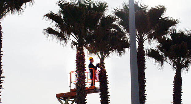 Sono 1500 le palme da proteggere in Riviera
