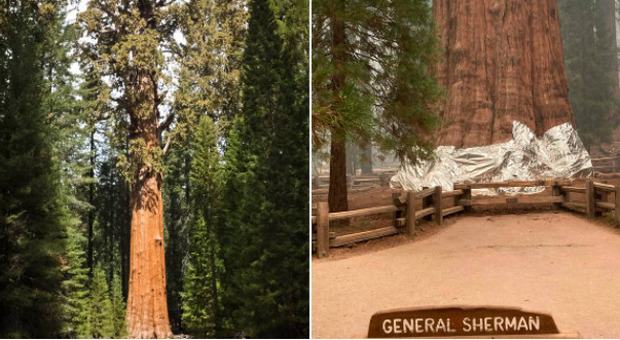 La California brucia, l'albero più grande del mondo avvolto da una coperta anti-fiamme