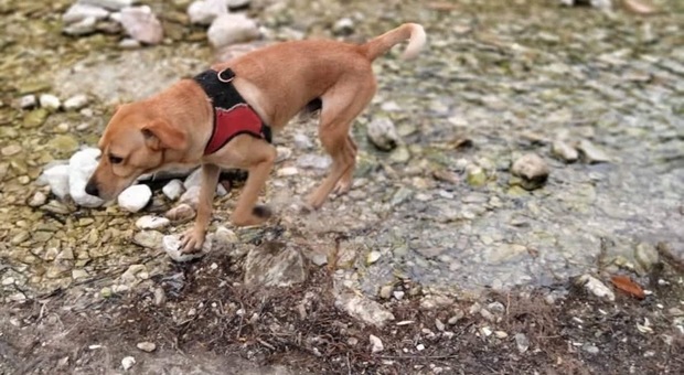 Inseguito da un lupo precipita nel dirupo: salvato dai vigili del fuoco il cagnolino Argo