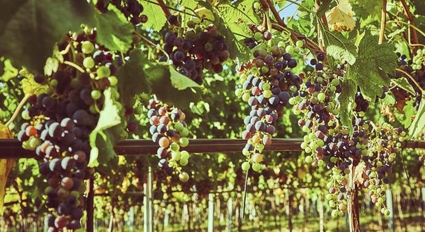 Il clima condiziona i raccolti, troppo caldo d'estate: meno vino ma di ottima qualità. Che vendemmia è nelle Marche