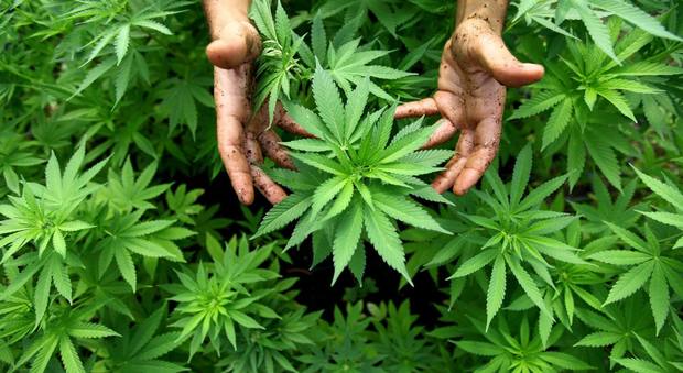 Cannabis, spunta uno mega-studio Usa: ecco le scoperte degli scienziati