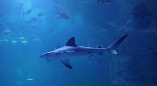 Colombia, turista italiano muore attaccato da uno squalo