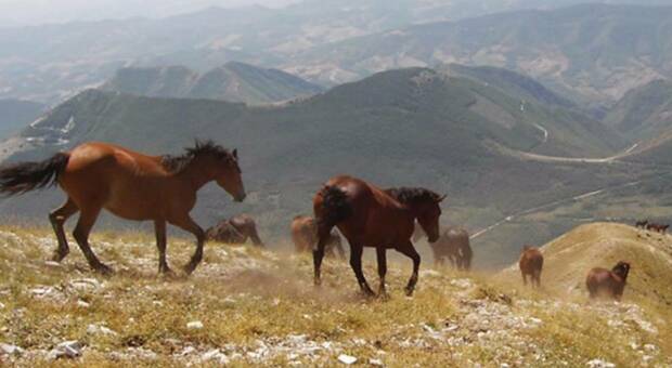 Una legge per il cavallo del Catria l unica razza autoctona regionale: ecco chi è il promotore della proposta