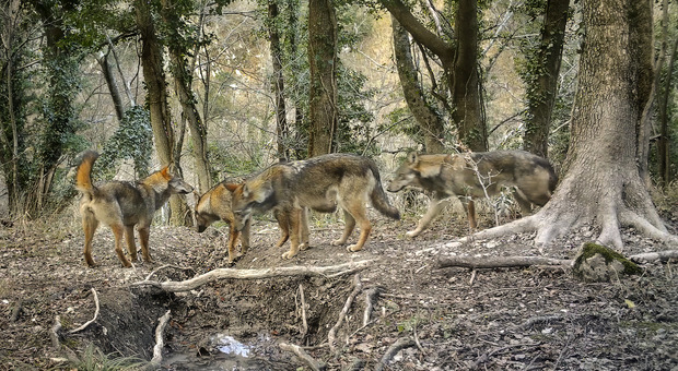 Avvistati tre lupi, a Porto San Giorgio. L'appello: «Tenete i cani al guinzaglio, tanti animali scomparsi»