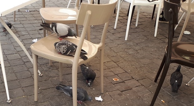 Ascoli, centro ostaggio dei piccioni: «All'assalto di chiunque mangi qualcosa»