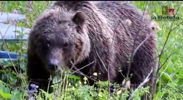 Faccia a faccia con l'orso: incontri ravvicinati nel Parco d'Abruzzo