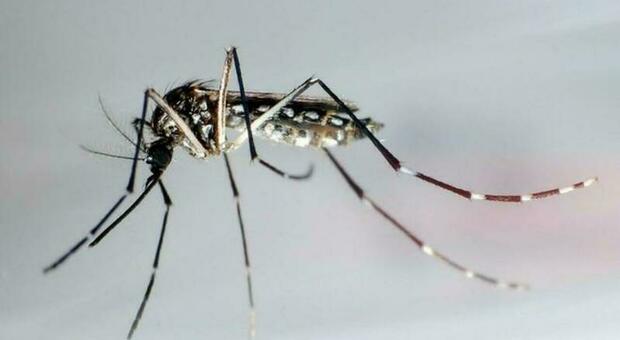 West Nile, "scagionata" la zanzara coreana: diffusione del virus avviene tramite quelle già presenti da anni in Italia