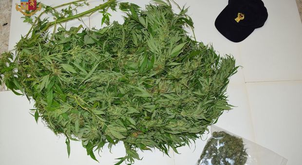 Roccafluvione, nascondeva e curava sei piante di marijuana