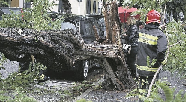 Vento fino a 95 all'ora, strage di alberi e problemi al tribunale: lastre a rischio distacco