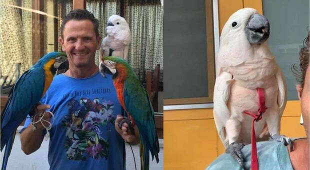 Vola via Jerry, l'amato pappagallo di Enzo Salvi. Il disperato appello dell'attore sui social. (immagini pubbl sulla pag Fb di Enzo Salvi)