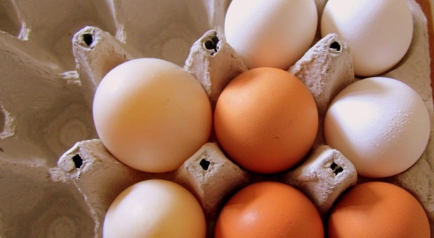 Rischio salmonella: ritirate le uova prodotte nell'Anconetano. Ecco quali sono i lotti segnalati