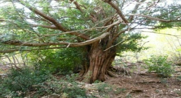 Il tasso millenario di Cingoli inserito nell elenco degli alberi monumentali. È anche un'attrazione turistica