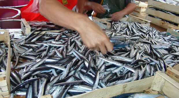 Niente pesce per lo sciopero dei pescatori in Adriatico: molti ristoranti hanno deciso di chiudere