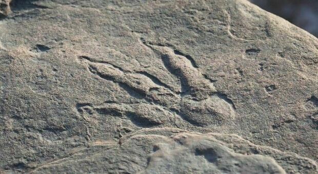 Bimba di 4 anni scopre impronta di dinosauro di 220 milioni di anni fa nel Galles