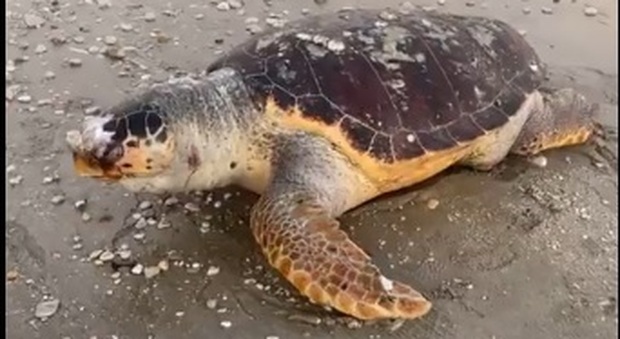 Tartaruga trovata morta sul litorale di Marotta: pesava 90 chili. «Mai vista una così grossa»