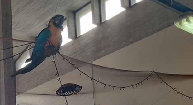 Ascoli, il papagallo in fuga da giorni guarda tutti dall'alto al mercato ittico. Poi va al bar: catturato