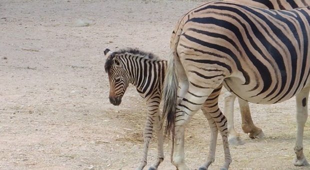 Zebra Gimbo