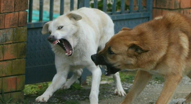 Donna azzannata da branco i cani randagi: i vicini sparano petardi per allontanarli