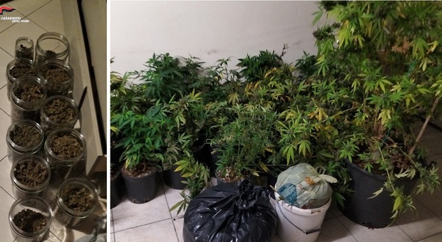 Monteprandone, serra di marijuana nel casolare: con 32 piante e 5 kg già pronti: arrestato 52enne col pollice verde