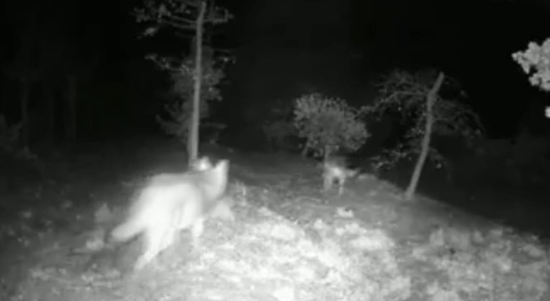 Un fotogramma dell'avvistamento di lupi a Castorano