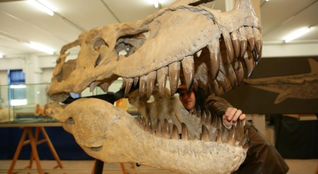 Jurassic park era all'Aquila, scoperte orme di dinosauro gigante