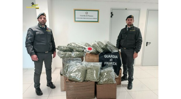 83 chili di marijuana irregolare sequestrati in un deposito: erano destinati ad uno shop di cannabis light