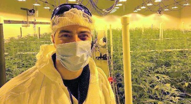 Marco Massarotto in mezzo alla piantagione di cannabis